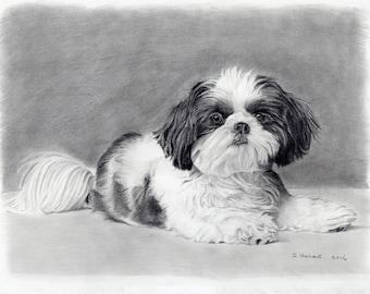 Custom pet portrait - graphite pencil drawing