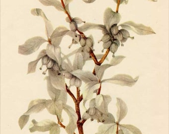 Vintage 1953 Silverberry Botanical, Floral Print for Framing, American Wildflower