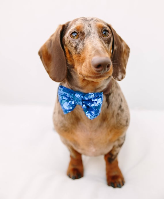 Dog Bow Tie || Dog Costume || Cat Neck Tie || Bowtie for Kitty || Pet Bow Tie || Cat Costume