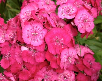 Sweet William Seeds (Dianthus barbatus)