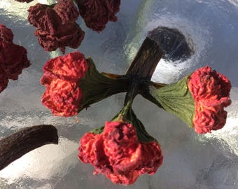 Triple Red California EUCALYPTUS SEED PODS, natural, organic, chemical-free, hand-picked