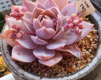 New New Home Garden Plant 5 Seeds Sedum Suaveolens Succulent Seeds