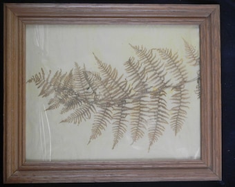 Pressed Fern Leaf, Dried Botanical in Oak Frame