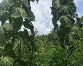 7 Royal Purple Giant Sunflower Seeds-1351