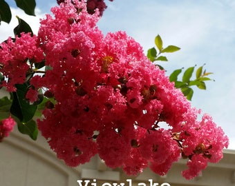 Red Crepe Myrtle Tree--Beautiful Summer-Long Blooms and Autumn Foliage