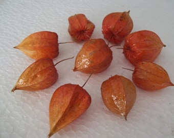 Nine dried Chinese Lantern seed pods from Physalis alkekengi plants, for crafts and arrangements