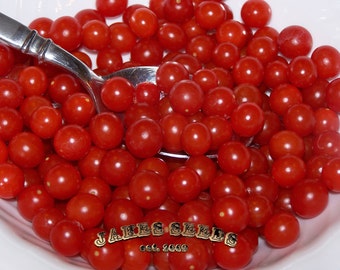 Worlds smallest - Spoon x Piccolo Current Cherry Tomato Seeds