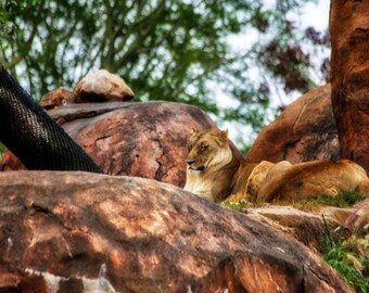 Lioness, Disney World, Animal Kingdom, Adventure, Travel, Photography, Disney Adventure's. Nature, Wildlife, Safari