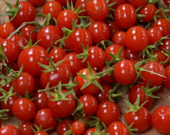 Sweet Million Cherry Tomato 4 Live Plants / 2" Pots - Up to 2000 Cherries