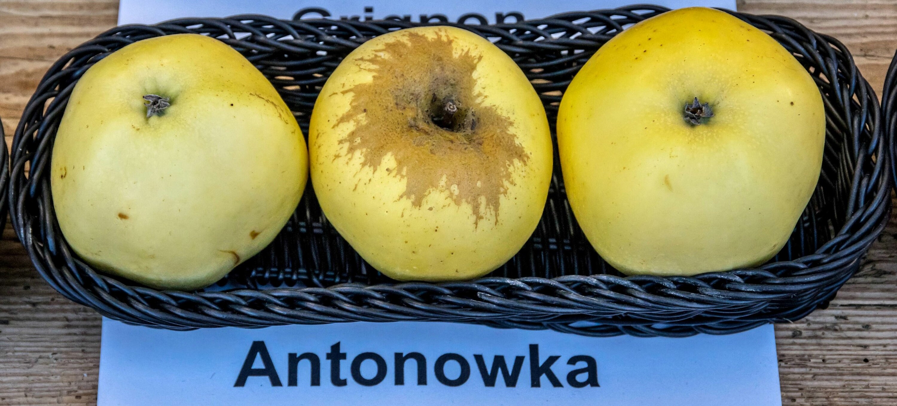 Эпл Антоновка