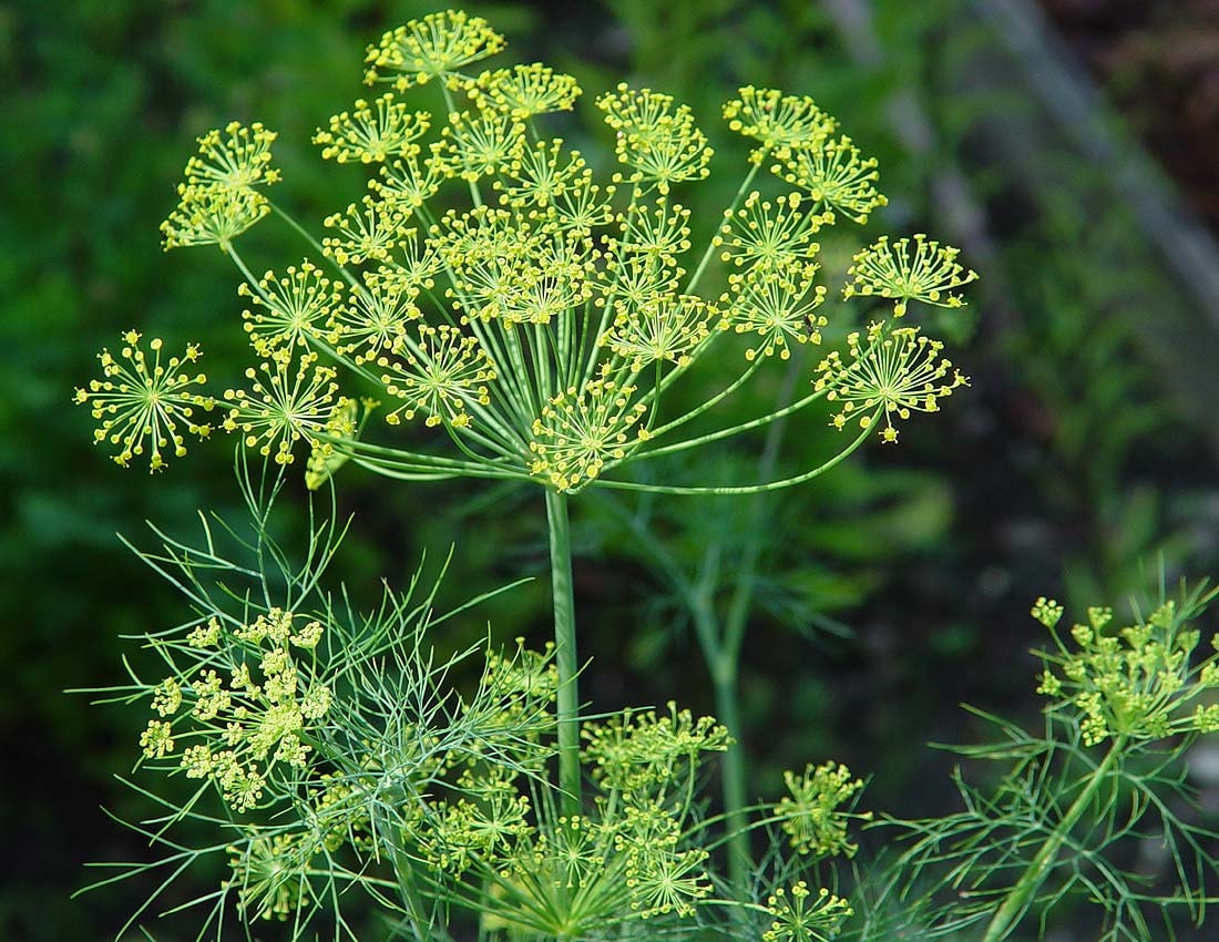 Укроп какое растение. Укроп огородный пахучий. Anethum graveolens. Фенхель соцветие. Фенхель огородный.