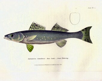 1833 Antique Fish Print, Green Pickering, Marine, Ocean Decor, Sea Life, Beach Decor, Vintage Fish Print, Nautical Art, Cuvier