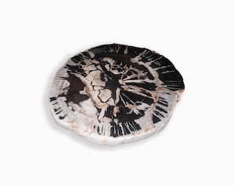 Petrified wood slab with custom made base PF-1109