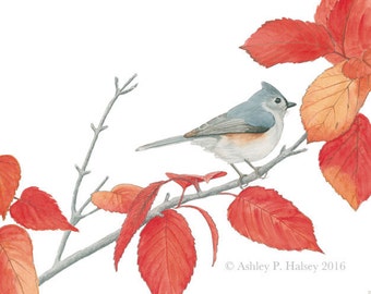 Tufted Titmouse Watercolor Print