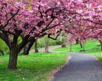 10 Japanese Red Sakura Flower Seeds Cherry Blossoms Tree Bonsai - Combine Shipping!