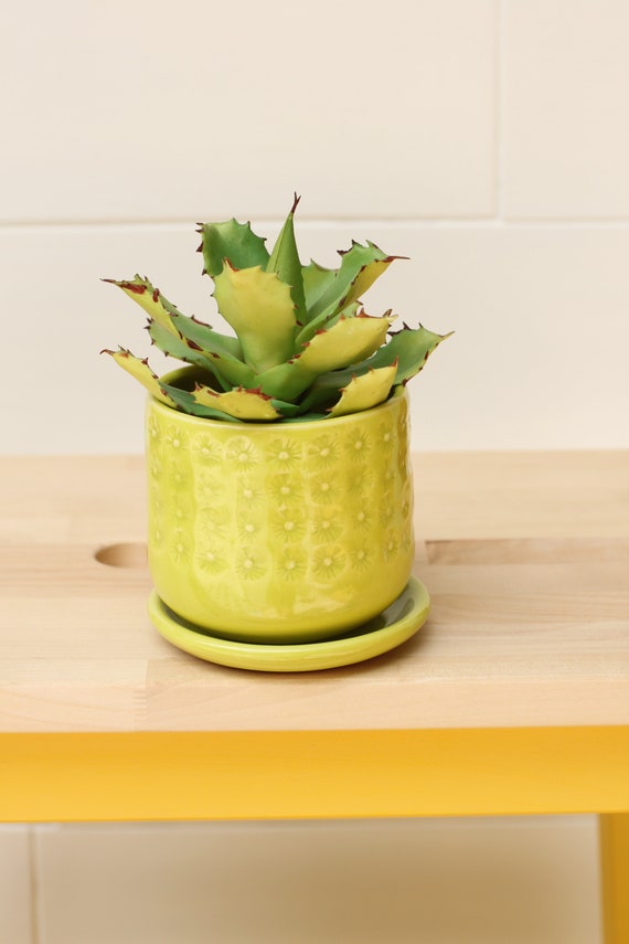 coastal succulent planter // cactus planter // succulent pot // ceramic pot // flower pot