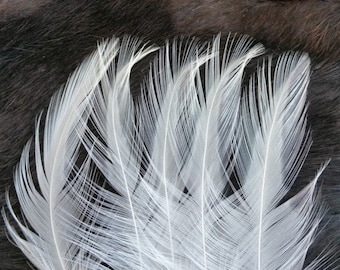 Natural Ivory White Rooster Hackle Feathers - Lot of 50