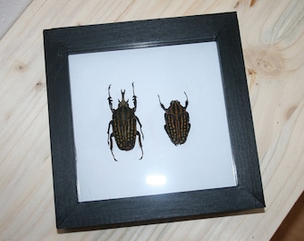 Real Chellorhina savagei pair in frame
