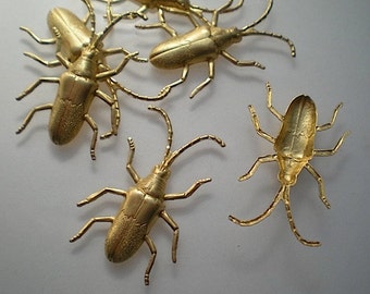 6 medium longhorn beetles