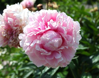 Pink Peony, Flower, Nature Photography, Beautiful, Print