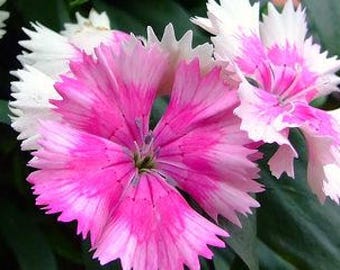 Dianthus barbatus (Sweet William) 100 Seeds D4DB10