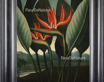 BOTANICAL PRINT THORNTON 8x10 Botanical Art Print 10 Beutiful Antique Bird of Paradise Flower Tropical Garden Plants to Frame Room Decor