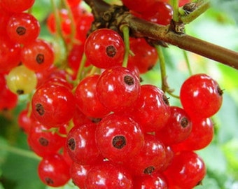 30OFF, Red currant, black currant, bush