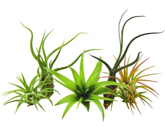 5 Pack Assorted Air Plant Tillandsia's / Wholesale Air Plants