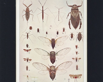 1903 Antique Bugs, Leaf-hoppers and Cicades Insect Creepy Crawly Print