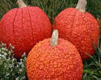 Melon Single seed pack