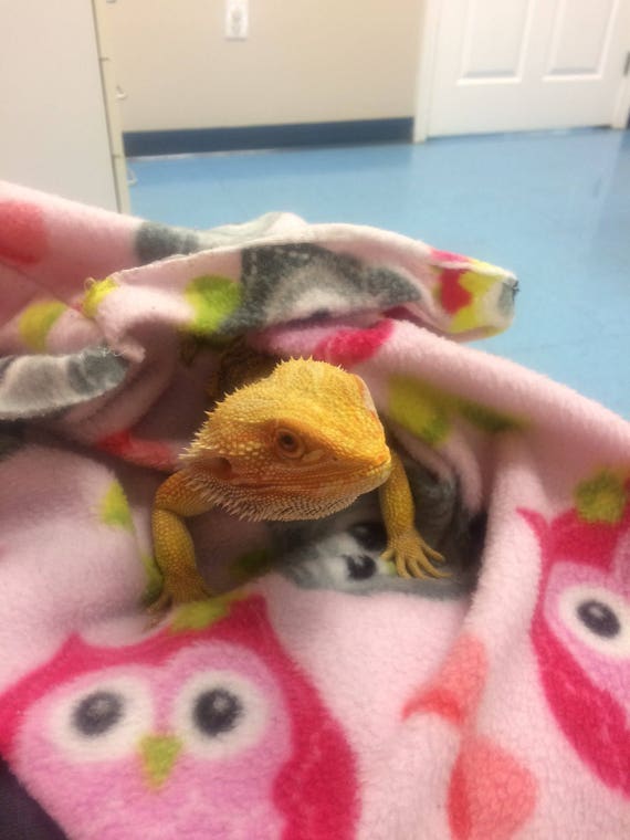 Beardies need Blankies Super soft blankets to wrap your