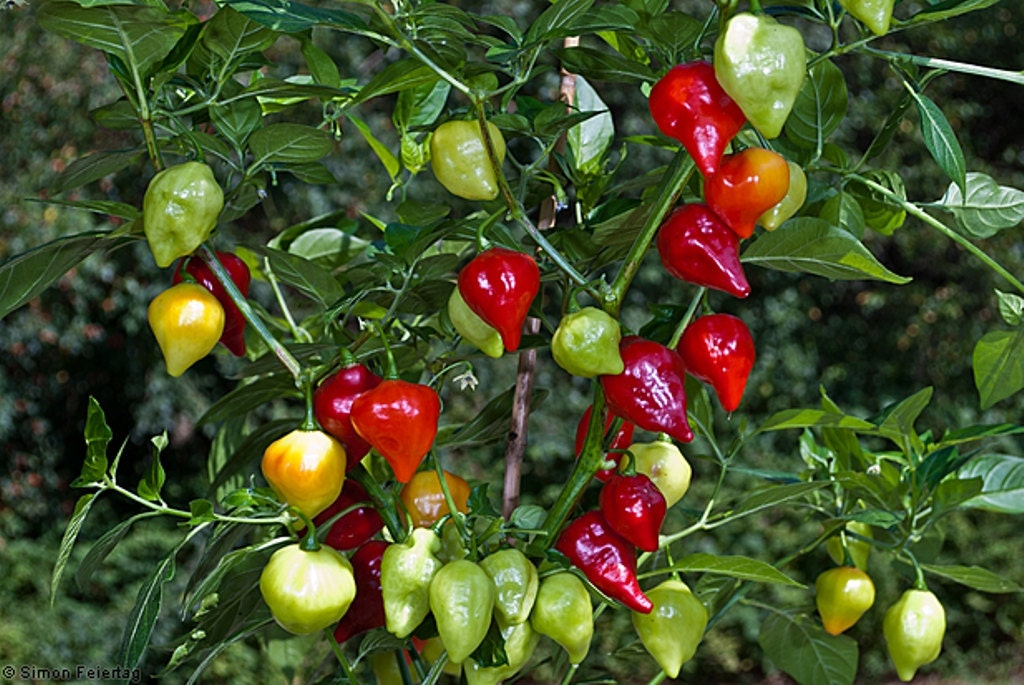 Китайский сладкий перец. Капсикум китайский. Китайский перец (Capsicum chinense). Перец Горький декоративный сорта. Перец острый гроздевой.