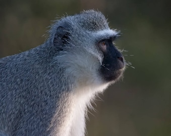 South Africa Monkey