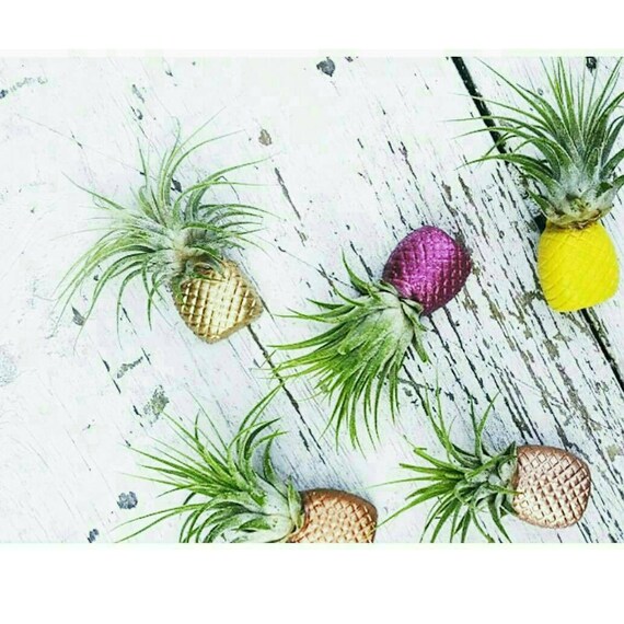1 Pineapple Magnet/Air Plant magnet/Pineapple decor/Air Plant Holder/Air Planter/Concrete Planter/Bridesmaid Gift/Pineapple/Office Planter