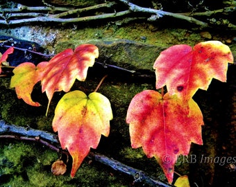 Autumn Vines Fine Art Photograph Heart-Shaped Ivy Leaves