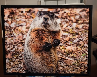 Woodchuck Photo #3