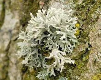 French Oakmoss Absolute (Evernia prunastri) Our Oakmoss Absolute is approved for use in perfumery by IFRA