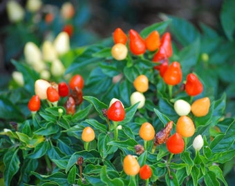 Ornamental Pepper Seeds