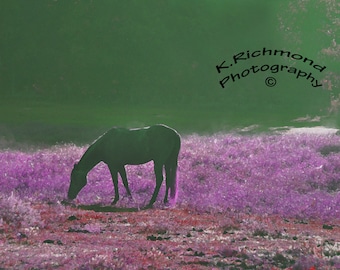 Purple Morning Mist with horse