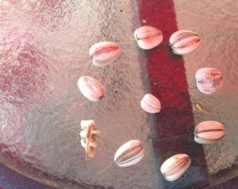 7 Giant Sunflower Seeds-1257