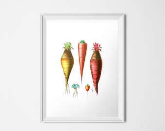 Carrot Print, Vintage Botanical Print, Vegetable Print, INSTANT DOWNLOAD, Printable Art, Kitchen Decor, Food Art, Orange Print Illustration