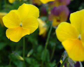 Purple and yellow pansies photography photo print