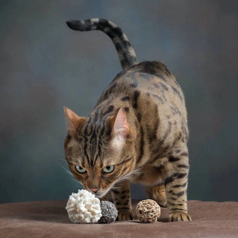 Best Cat Toys to Entertain Your Purrfect Pet 2023