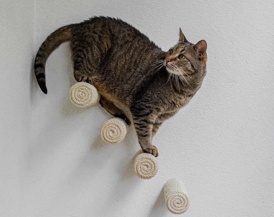 Cat climbing wall steps