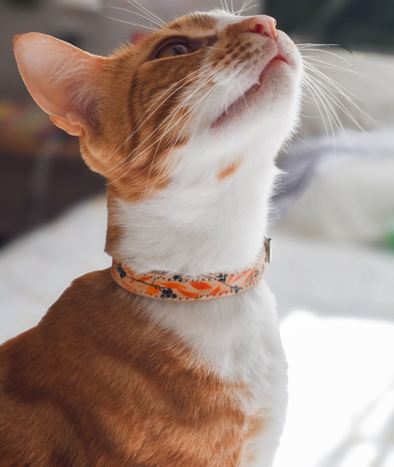 Cat collar from Etsy