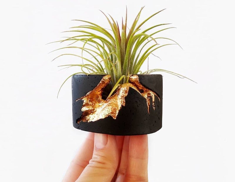 Best cool white elephant gifts: air plant holder