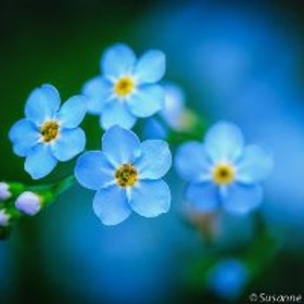 ForgetMeNotsDailyDiscoveries