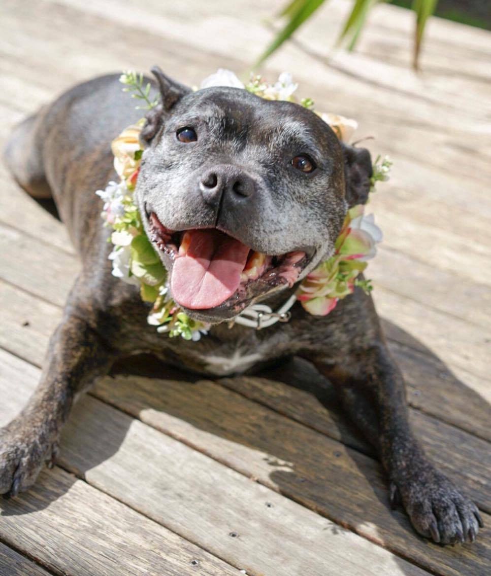dapper dog collars