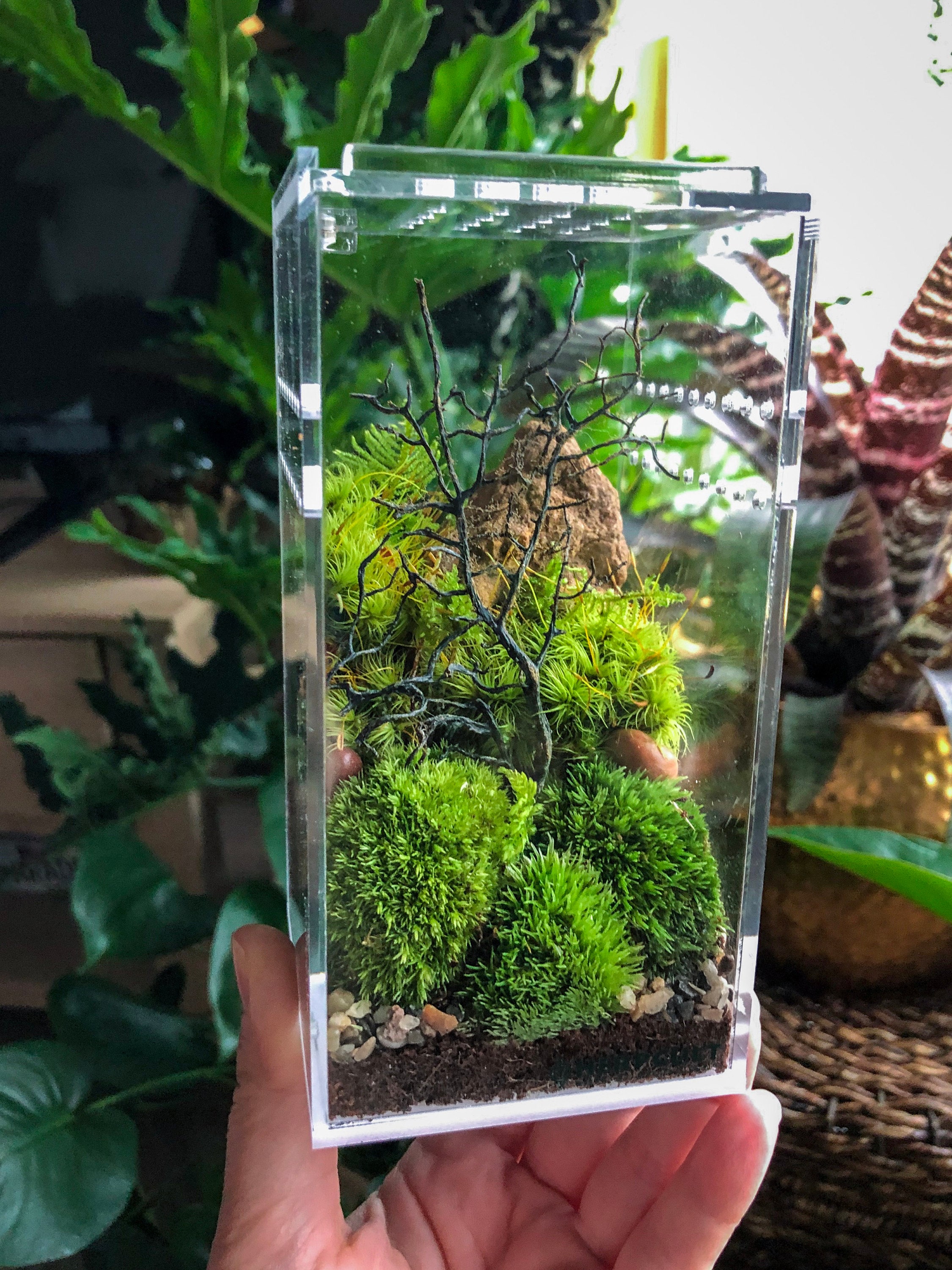 Gallery Doodle Bird Terrariums