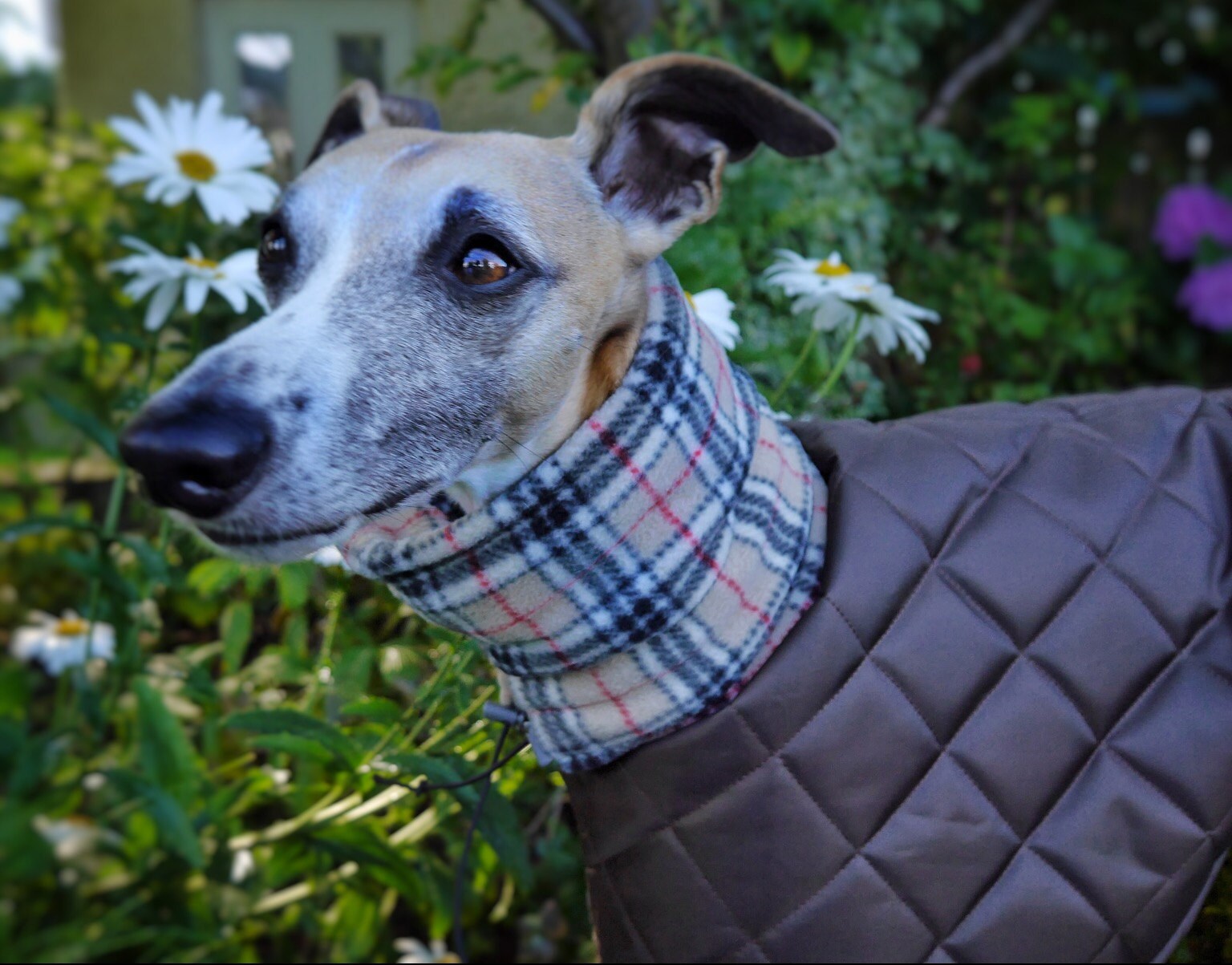 Gallery The whippet coats